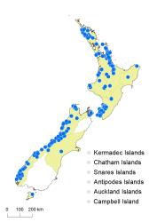 Blechnum nigrum distribution map based on databased records at AK, CHR & WELT.
 Image: K.Boardman © Landcare Research 2020 CC BY 4.0